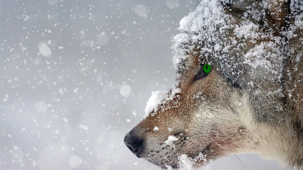 wolf filled with snow HD wallpaper
