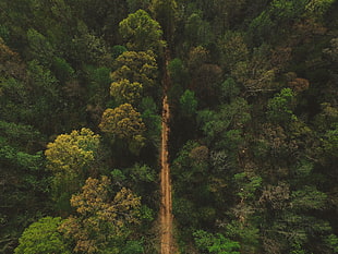aerial photo of green trees