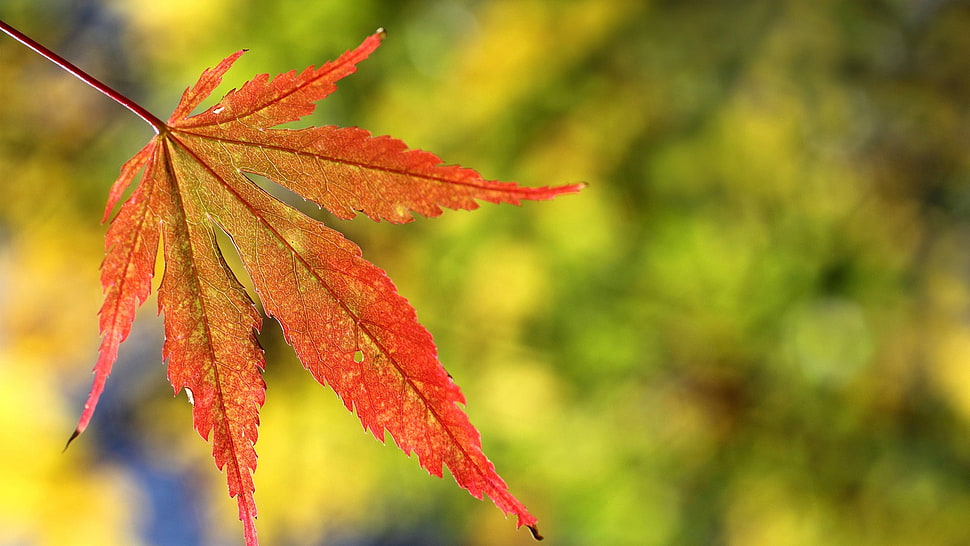 selective focus photography of red leaf, nature, leaves, plants HD wallpaper