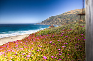 pink shrubby ice plant field on a beach at daytime, big sur