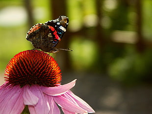 red admiral butterfly in closeup photo