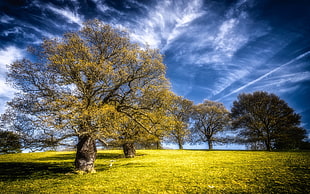landscape photograph of green trees under blue cloudy sky
