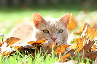 wildlife photography of orange Tabby cat