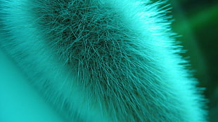 Fluff,  Fur,  Light,  Shadow HD wallpaper