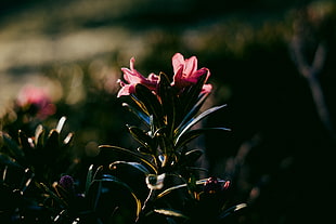 pink flower, Flower, Dark, Leaves HD wallpaper