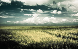 green grasses, nature, field, wheat HD wallpaper