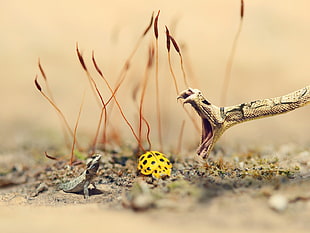 focused photo of snake pouncing on grey lizard