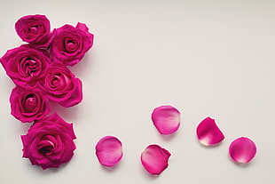 pink Roses HD wallpaper