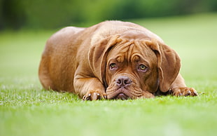 selective focus photography of brown bulldog lying on green grass