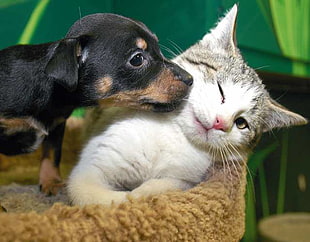 black and tan Miniature Pinscher puppy kissing the white and grey tabby kitten