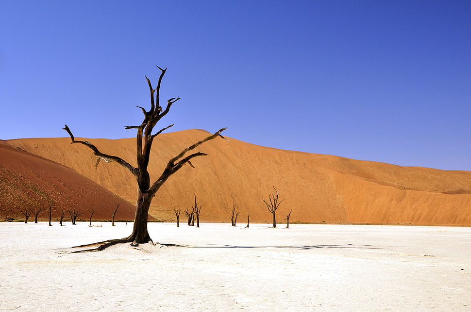 brown trees on white soil HD wallpaper