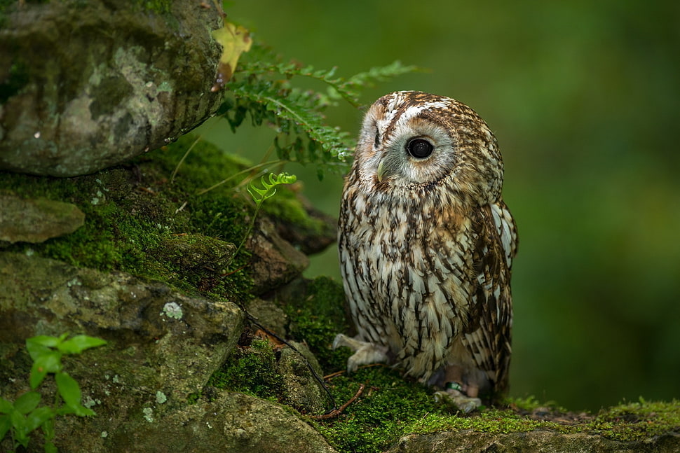 brown and white owl perched on a rock HD wallpaper