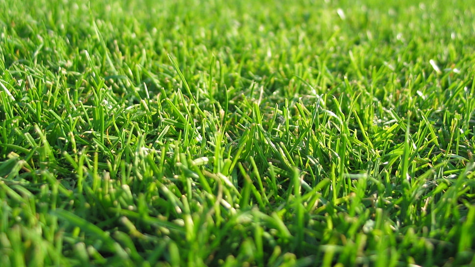 macro shot of green grass HD wallpaper