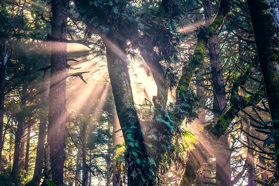 green trees, sunlight, nature, forest, trees HD wallpaper