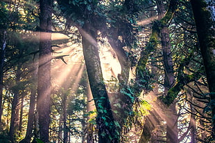 green trees, sunlight, nature, forest, trees