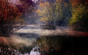 river between trees during daytime HD wallpaper