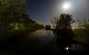 silhouette of trees beside body of water