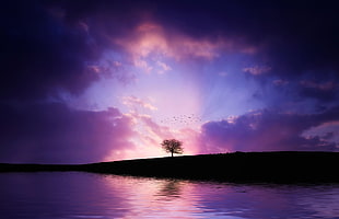 silhouette of tree on top of mountain near body of water during golden hour