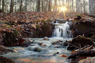 timelapse photography of water stream surrounded by trees during daytime HD wallpaper