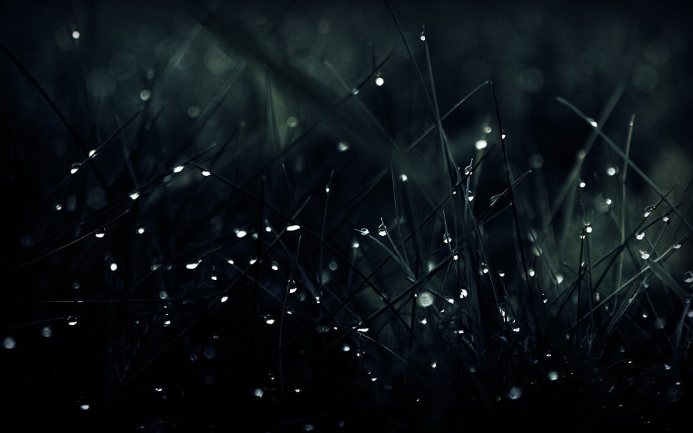 green grass with water droplets HD wallpaper