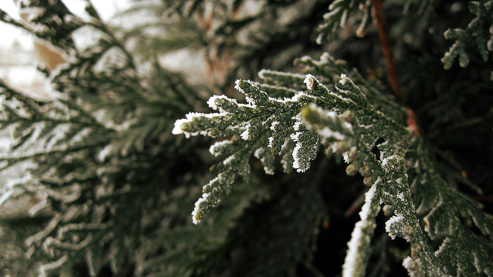 green and white leaf plant, trees HD wallpaper