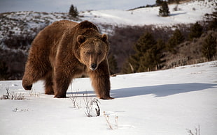 Grizzly bear walking on snow covered road HD wallpaper