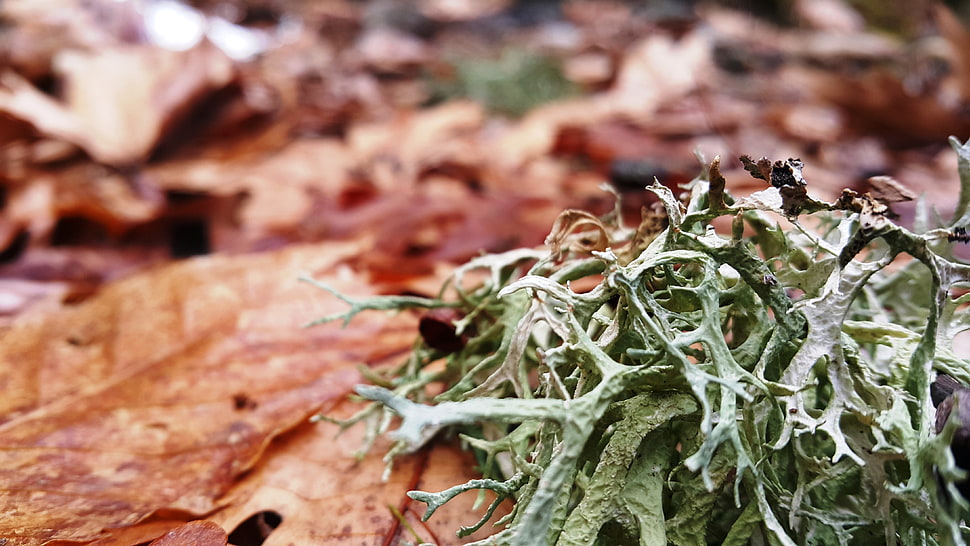 withered leaves on the ground HD wallpaper