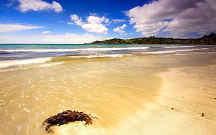 photo of seashore under blue sky
