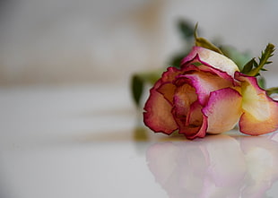 shallow photography on white and pink flowers on table during daytime, rose HD wallpaper