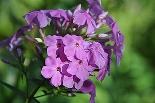 purple phlox flower, nature, flowers, purple flowers HD wallpaper