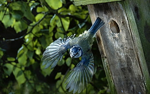 blue and gray feather bird