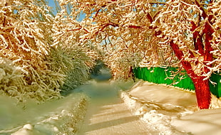 brown leafed tree, winter, snow, fence, pathway