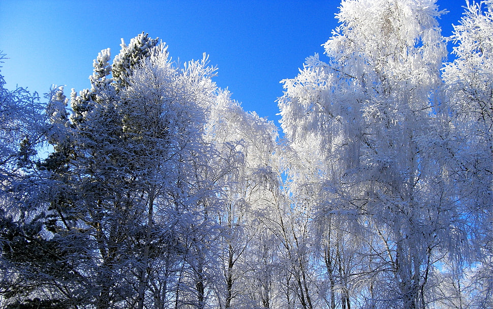 white leaf trees during daytime HD wallpaper