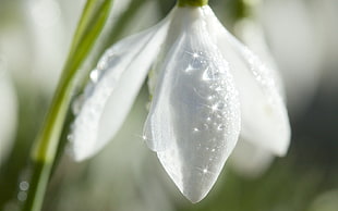 closeup photo of white snowdrop flower with dewdrop