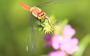 orange dragonfly perch on green flower in macro photography