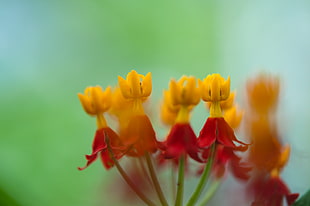 yellow and red flowers, asclepias curassavica, tokyo HD wallpaper