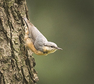 macro photography of gray and brown bird on brown tree, nuthatch