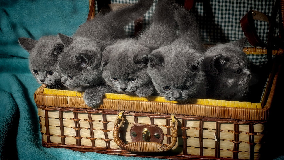 five Russian blue kittens, cat, animals HD wallpaper