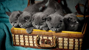 five Russian blue kittens, cat, animals