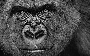 silverback gorilla, gorillas, animals, monochrome, face