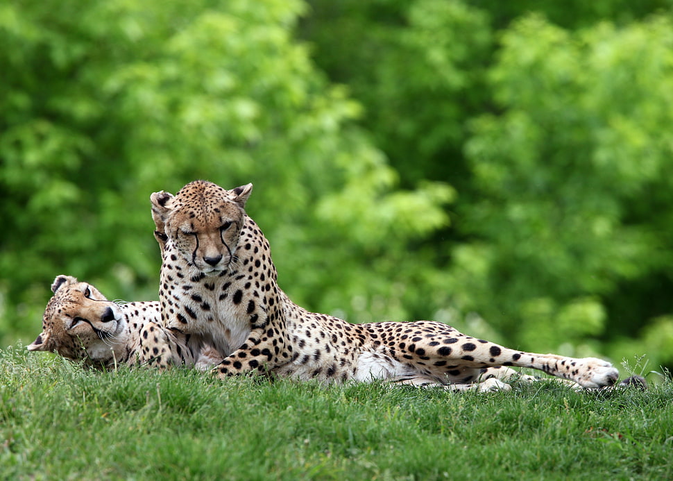 two leopards lying on green grass ground HD wallpaper