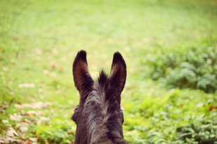 black donkey, Donkey, Ears, Blur