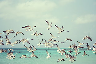 flight of white birds