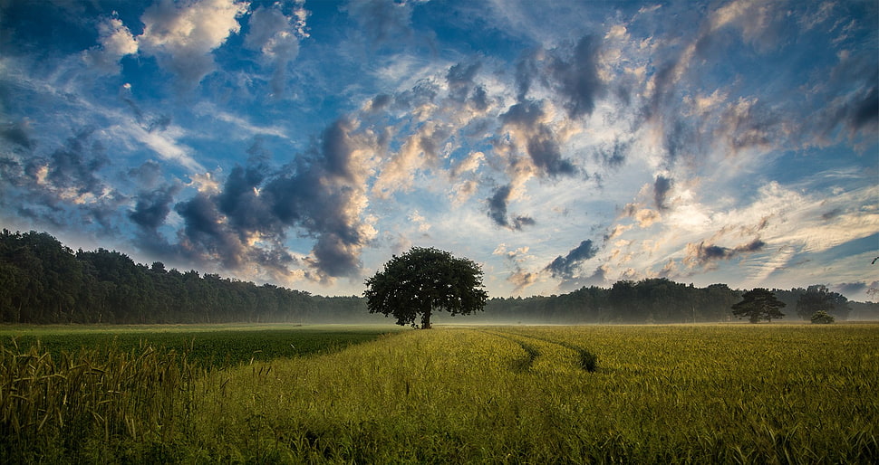 green grass field with green tree in the middle HD wallpaper