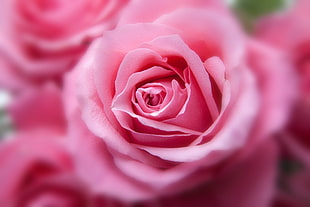 close up photo of pink rose HD wallpaper
