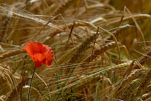 red Poppy flower