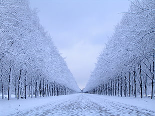 bare trees, nature, snow, trees, winter