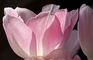 closeup photo of pink Magnolia flower, tulip