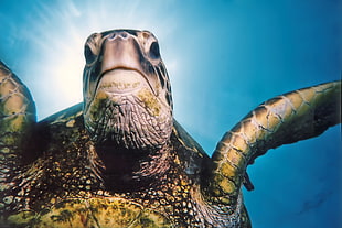 underwater photography of turtle beneath water