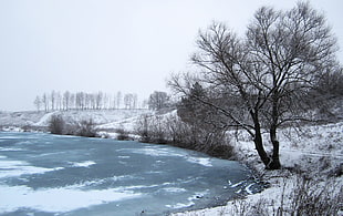 frozen body of water, Russia, winter, snow, trees